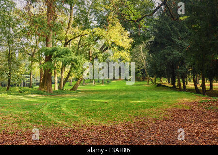 Monza große Park im Herbst. in Monza. Italien Stockfoto