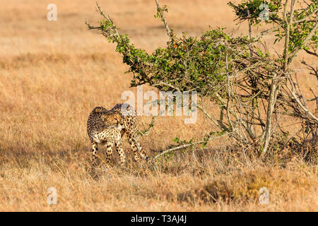 Nach gepardin am Rand der Wiese, stand im Schatten und suchen, Querformat, Ol Pejeta Conservancy, Laikipia, Kenia, Afrika Stockfoto