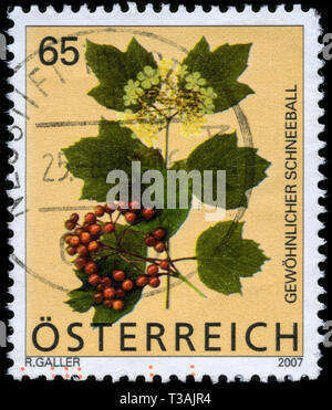 Briefmarke aus Österreich in der alpinen Blumen Serie in 2007. Stockfoto