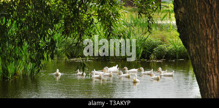 Eine Gruppe von weissen Enten schwimmen in einem Dorf Teich unter den Bäumen im Sommer Stockfoto