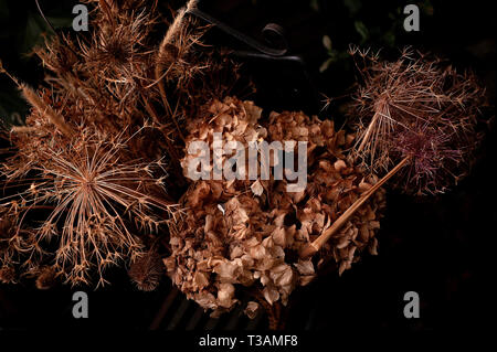 Getrocknete Hortensien und Allium Köpfe Stockfoto