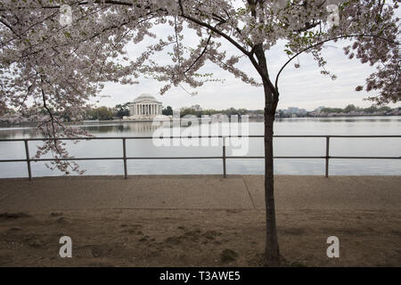 Washington, D.C., USA, 7. Apr 2019. Die Kirschbäume in voller Blüte sind als Besucher Kirschblüten während der 'National Cherry Blossom Festival" am Tidal Basin am 7. April 2019 in Washington, DC, USA genießen. Das National Cherry Blossom Festival feiert 3.000 Kirschbäume in Washington im Jahre 1912 kamen nach Abstimmung zwischen den Regierungen der Vereinigten Staaten und Japan. Credit: Probal Rashid/ZUMA Draht/Alamy leben Nachrichten Stockfoto