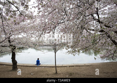 Washington, D.C., USA, 7. Apr 2019. Die Kirschbäume in voller Blüte sind als Besucher Kirschblüten während der 'National Cherry Blossom Festival" am Tidal Basin am 7. April 2019 in Washington, DC, USA genießen. Das National Cherry Blossom Festival feiert 3.000 Kirschbäume in Washington im Jahre 1912 kamen nach Abstimmung zwischen den Regierungen der Vereinigten Staaten und Japan. Credit: Probal Rashid/ZUMA Draht/Alamy leben Nachrichten Stockfoto