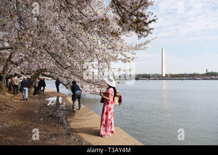 Washington, DC, USA. 7 Apr, 2019. Besucher anzeigen Kirschblüten am Tidal Basin, Washington, DC, USA, 7. April 2019. In diesem Jahr Blüten erreicht Höhepunkt der Blüte in der ersten Woche im April. Credit: Han Fang/Xinhua/Alamy leben Nachrichten Stockfoto