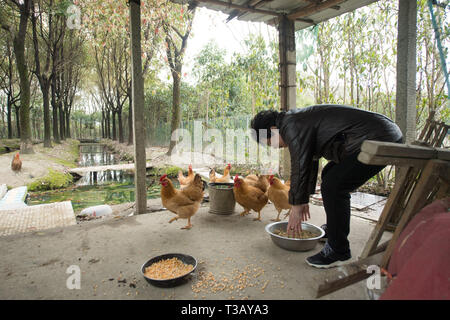 (190408) - Hangzhou, April 8, 2019 (Xinhua) - 75-jährige Wang Guifen feeds Huhn in der Villa in Gangdong Dorf Yuhang Bezirk von Hangzhou, der East China Zhejiang Provinz, 25. März 2019. 2017, Zhu Ronglin hatte eine Idee, einige ältere Menschen einladen, in seiner Villa zu leben, dass Sie sich aufhängen können und kümmern sich um einander. Er veröffentlicht die Informationen auf der Zeitung und einige Bürger, die interessiert waren, um seine Villa nach dem Bezahlen für Ihre grundlegenden Livings verschoben. Nun, es gibt ein Dutzend lebende ältere Menschen in seiner Villa und Sie erledigen die Hausarbeit und Unterhaltung Aktivitäten teilnehmen Stockfoto