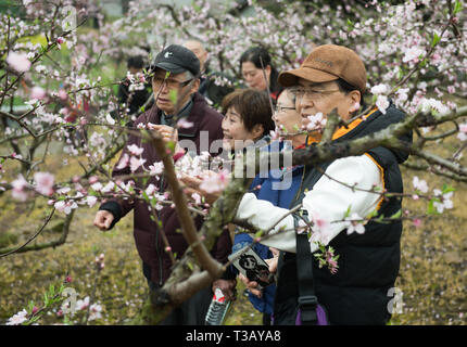 (190408) - Hangzhou, April 8, 2019 (Xinhua) - die älteren Menschen, die zusammen in einer Villa leben zusammen in Gangdong Dorf Yuhang Bezirk von Hangzhou, der East China Zhejiang Provinz, 29. März 2019. 2017, Zhu Ronglin hatte eine Idee, einige ältere Menschen einladen, in seiner Villa zu leben, dass Sie sich aufhängen können und kümmern sich um einander. Er veröffentlicht die Informationen auf der Zeitung und einige Bürger, die interessiert waren, um seine Villa nach dem Bezahlen für Ihre grundlegenden Livings verschoben. Nun, es gibt ein Dutzend lebende ältere Menschen in seiner Villa und Sie erledigen die Hausarbeit und unterha teilnehmen Stockfoto