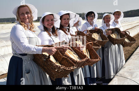 Klaistow, Deutschland. 08 Apr, 2019. Nach der Eröffnung der Spargelsaison, der Beelitzer Spargel Frauen zu Fuß über dem Feld mit Körben von den frischen Spargel. Am Sonntag mehr als 100 Tonnen das feine Gemüse könnte bereits geerntet werden. Foto: Bernd Settnik/dpa-Zentralbild/dpa/Alamy leben Nachrichten Stockfoto