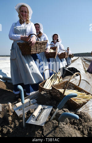 Klaistow, Deutschland. 08 Apr, 2019. Nach der Eröffnung der Spargelsaison, der Beelitzer Spargel Frauen zu Fuß über dem Feld mit Körben von den frischen Spargel. Am Sonntag mehr als 100 Tonnen das feine Gemüse könnte bereits geerntet werden. Foto: Bernd Settnik/dpa-Zentralbild/dpa/Alamy leben Nachrichten Stockfoto