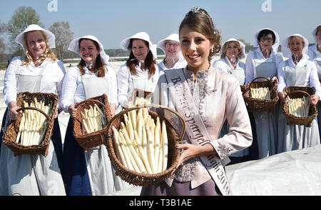 Klaistow, Deutschland. 08 Apr, 2019. Spargel Königin Kristin Reich präsentiert mit der Beelitzer Spargel Frauen nach dem frischen Spargel. Am Sonntag mehr als 100 Tonnen das feine Gemüse könnte bereits geerntet werden. Foto: Bernd Settnik/dpa-Zentralbild/dpa/Alamy leben Nachrichten Stockfoto