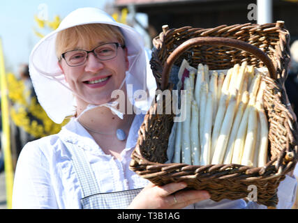 Klaistow, Deutschland. 08 Apr, 2019. Hanka Heß von den Spargelfrauen präsentiert Beelitzer Spargel frisch bei der Eröffnung der Ernte schneiden. Am Sonntag mehr als 100 Tonnen das feine Gemüse könnte bereits geerntet werden. Foto: Bernd Settnik/dpa-Zentralbild/dpa/Alamy leben Nachrichten Stockfoto