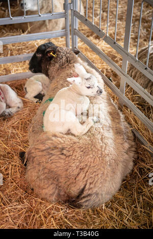 Turnastone Court Farm, in der Nähe von Vowchurch, Herefordshire, UK. 8. dem 8. April 2019. Die LAMBING Saison ist in vollem Gange wie die Schafe, die Geburt ermöglichen neue Lämmer auf dem Bauernhof ordentlich die Grenze mit England und Wales. Gareth und Madeleine Boas haben ca. 350 Schafen und Lämmern im Januar und im Frühling. Credit: Julian Eales/Alamy Leben Nachrichten. Stockfoto