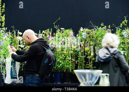 London, Großbritannien. 8. April 2019. Die Royal Horticultural Society (RHS) in London Frühling Starten und Orchidee zeigen, 9-10 April, präsentiert einige der feinsten Frühling Pflanzen, exotischen Orchideen und die Chance eine Vorschau der RHS zu schleichen Zeigt 2019 Line-up. Credit: Malcolm Park/Alamy Leben Nachrichten. Stockfoto