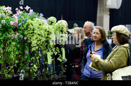 London, Großbritannien. 8. April 2019. Die Royal Horticultural Society (RHS) in London Frühling Starten und Orchidee zeigen, 9-10 April, präsentiert einige der feinsten Frühling Pflanzen, exotischen Orchideen und die Chance eine Vorschau der RHS zu schleichen Zeigt 2019 Line-up. Credit: Malcolm Park/Alamy Leben Nachrichten. Stockfoto