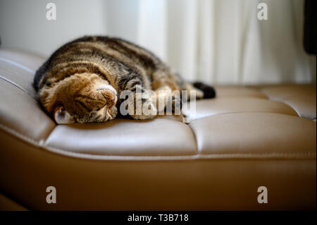 Katze Im Bett Schlafen Lassen