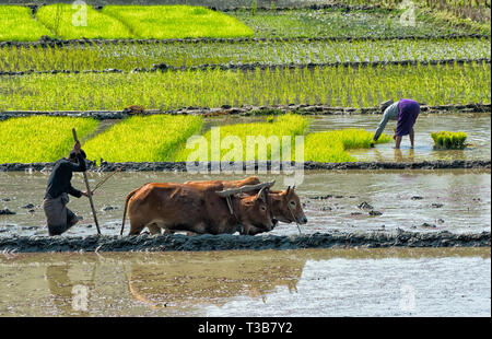 Reisbauern Sämlinge und Pflügen mit Kuh im Reisfeld, Rangamati, Division Chittagong, Bangladesch Stockfoto