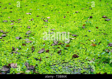 Wasserlinsen und wasser Anlagen decken den Teich/Pool. Stockfoto