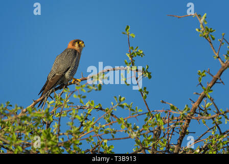 Red-necked Falcon - Falco chicquera, schöne kleine Falcon aus afrikanischen Büsche und Savannen, Etosha National Park, Namibia. Stockfoto