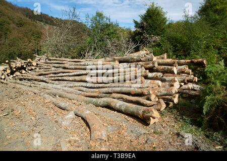 Forstwirtschaftliche Arbeiten in den Pyrenäen, Frankreich. Stockfoto