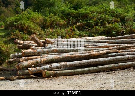 Forstwirtschaftliche Arbeiten in den Pyrenäen, Frankreich. Stockfoto