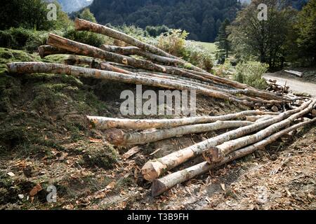 Forstwirtschaftliche Arbeiten in den Pyrenäen, Frankreich. Stockfoto