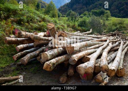 Forstwirtschaftliche Arbeiten in den Pyrenäen, Frankreich. Stockfoto