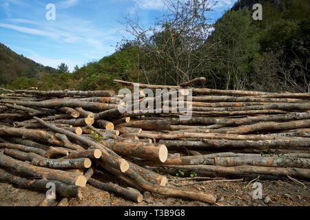Forstwirtschaftliche Arbeiten in den Pyrenäen, Frankreich. Stockfoto