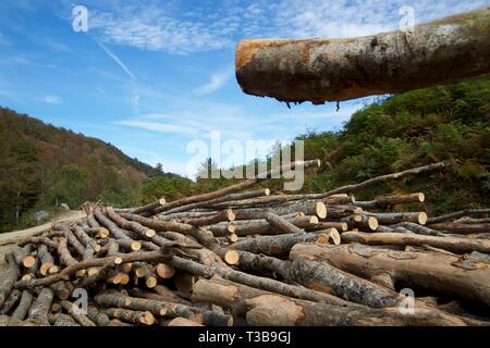 Forstwirtschaftliche Arbeiten in den Pyrenäen, Frankreich. Stockfoto