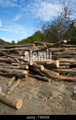 Forstwirtschaftliche Arbeiten in den Pyrenäen, Frankreich. Stockfoto