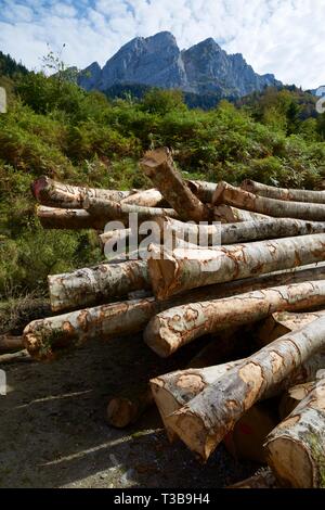 Forstwirtschaftliche Arbeiten in den Pyrenäen, Frankreich. Stockfoto