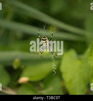 Wasp Spider im Web Stockfoto