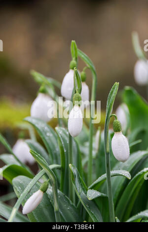 Schneeglöckchen an einem nassen Winter. Stockfoto