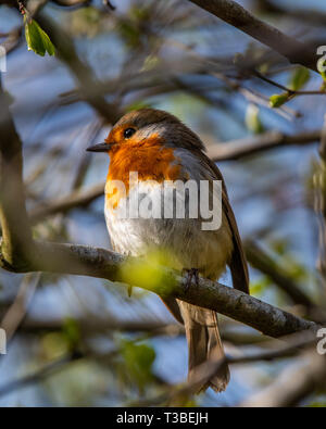 Ein Rotkehlchen, erithacus Rubecula, sitzend auf einem Zweig in einem Garten Bush in Schottland gehockt Stockfoto