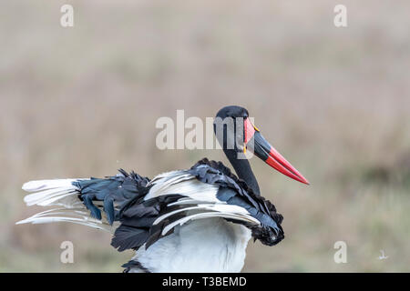 Sattel-billed Stork Öffnen und Schließen der Flügel in Masai Mara triangle Stockfoto