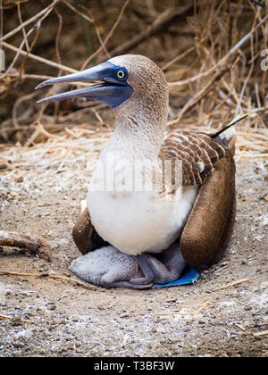 Blue-legged Gannett mit einem Küken auf der Insel La Plata in Ecuador. Close up pic Stockfoto