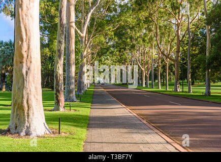 Lemon-scented gum Bäume am Haupteingang des Kings Park, Fraser Avenue, Perth, Western Australia Stockfoto