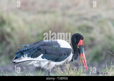 Sattel-billed Stork Öffnen und Schließen der Flügel in Masai Mara triangle Stockfoto