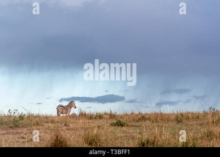 Lonely Zebra Streifen unter Gewitterwolken, Maasai Mara Stockfoto