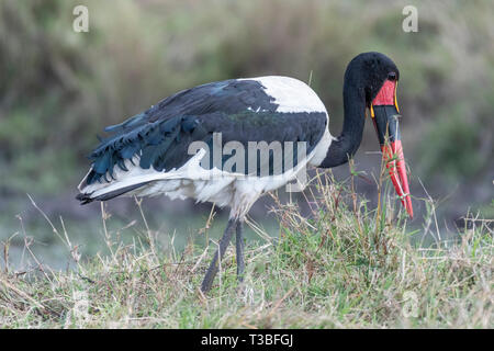 Sattel-billed Stork Öffnen und Schließen der Flügel in Masai Mara triangle Stockfoto