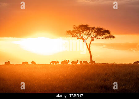 Zebras grasen in Gruppen bei Sonnenuntergang in der Mara triangle während der Migration Saison Stockfoto