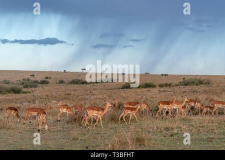 Impala Gruppe Herde weiden unter Gewitterwolken, Mara triangle Stockfoto