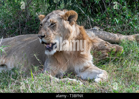 Close up Portrait von Löwin Ruhen und Schlafen unter Baum in Masai Mara Stockfoto