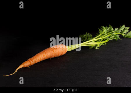 Eine ganze Frische orange Karotte mit Grüns auf grauem Stein Stockfoto