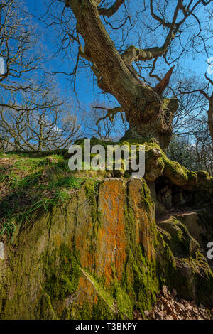 Eine uralte Eiche wächst auf einem Granit Felsen in Swithland Holz. Stockfoto