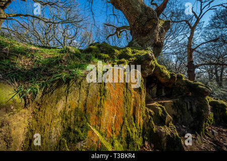 Eine uralte Eiche wächst auf einem Granit Felsen in Swithland Holz. Stockfoto