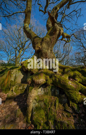 Eine uralte Eiche wächst auf einem Granit Felsen in Swithland Holz. Stockfoto