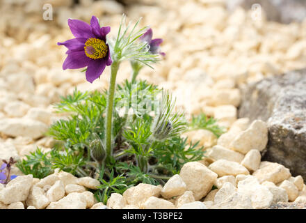 Pulsatilla vulgaris, Küchenschelle, Wiese, Anemone, April, April, Katzenaugen, Coventry Glocken, Däne Blut. In der Nähe der Pflanze in Blüte. Frühjahrs Stockfoto