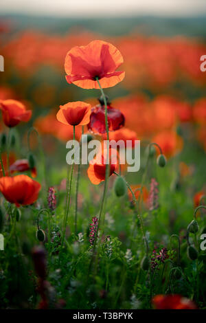 Wunderschöne Landschaft bei Sonnenuntergang. Ein Feld der blühenden Klatschmohn in Zypern. Wilde Blumen im Frühling. Wunderschöne natürliche Landschaft im Sommer. Stockfoto