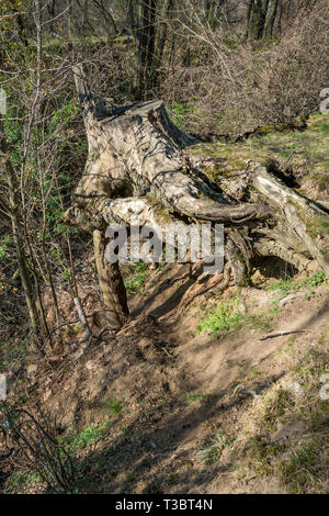 Alten Baumstumpf mit aufgedeckt Wurzeln mit Moos in der Nähe von Gully in Laubwald bedeckt, Blattlosen Frühjahr Landschaft, Pasardschik region, südlichen Bul Stockfoto