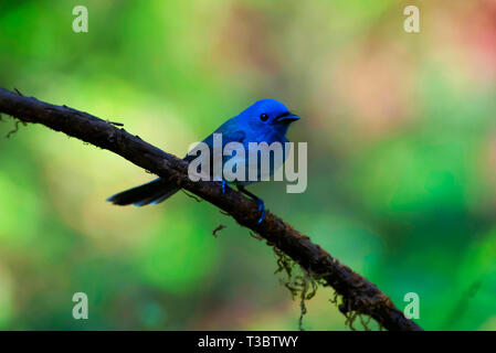 Schwarz naped Monarch oder Black-naped Blau, Hypothymis azurea, männlich, Western Ghats, Indien. Stockfoto