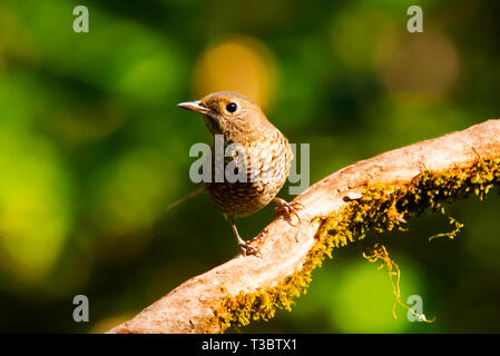 Blue-capped Rock Thrush, Monticola cinclorhyncha, Weiblich, Western Ghats, Indien. Stockfoto